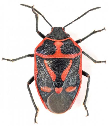 Réf. 183 810 : Eurydema rugulosa